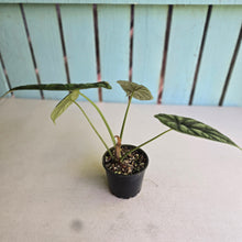 Load image into Gallery viewer, #R27 Alocasia Baginda - Dragon Scale