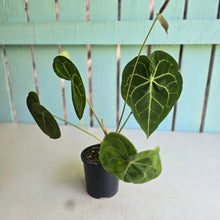 Load image into Gallery viewer, #D76 Anthurium Clarinervium x