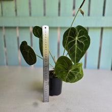 Load image into Gallery viewer, #D76 Anthurium Clarinervium x