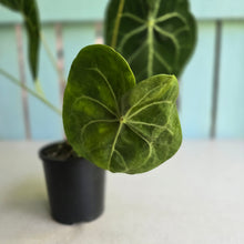 Load image into Gallery viewer, #D76 Anthurium Clarinervium x