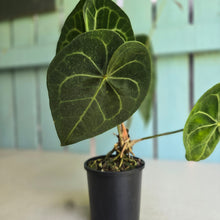 Load image into Gallery viewer, #D76 Anthurium Clarinervium x