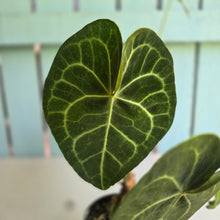 Load image into Gallery viewer, #D76 Anthurium Clarinervium x