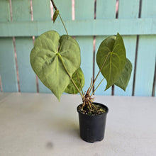 Load image into Gallery viewer, #D76 Anthurium Clarinervium x