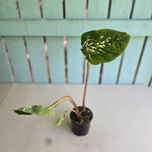 Load image into Gallery viewer, #R45 Lotus Caladium