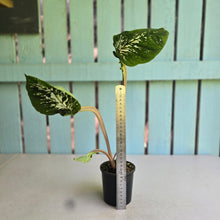 Load image into Gallery viewer, #R45 Lotus Caladium