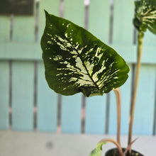 Load image into Gallery viewer, #R45 Lotus Caladium