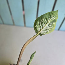 Load image into Gallery viewer, #R45 Lotus Caladium