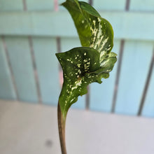 Load image into Gallery viewer, #R45 Lotus Caladium