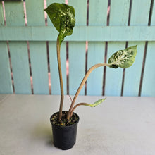 Load image into Gallery viewer, #R45 Lotus Caladium