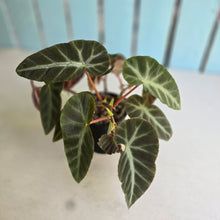 Load image into Gallery viewer, #R48 Begonia Grey Feather