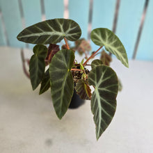 Load image into Gallery viewer, #R48 Begonia Grey Feather