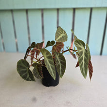 Load image into Gallery viewer, #R48 Begonia Grey Feather