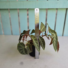Load image into Gallery viewer, #R48 Begonia Grey Feather