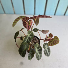 Load image into Gallery viewer, #R48 Begonia Grey Feather