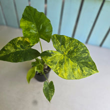 Load image into Gallery viewer, #R2 Variegated Alocasia Gageana - With Pups
