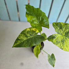 Load image into Gallery viewer, #R2 Variegated Alocasia Gageana - With Pups