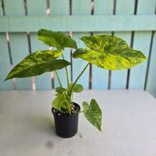 Load image into Gallery viewer, #R2 Variegated Alocasia Gageana - With Pups