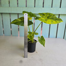 Load image into Gallery viewer, #R2 Variegated Alocasia Gageana - With Pups