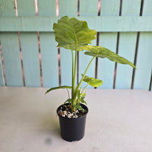 Load image into Gallery viewer, #R2 Variegated Alocasia Gageana - With Pups
