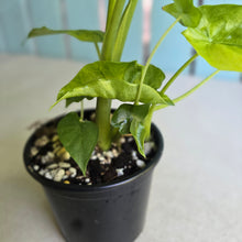 Load image into Gallery viewer, #R2 Variegated Alocasia Gageana - With Pups