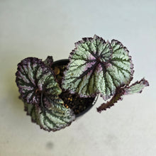 Load image into Gallery viewer, #R776 Begonia Unknown