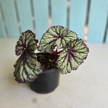 Load image into Gallery viewer, #R776 Begonia Unknown