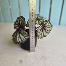 Load image into Gallery viewer, #R776 Begonia Unknown