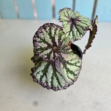 Load image into Gallery viewer, #R776 Begonia Unknown