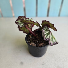 Load image into Gallery viewer, #R776 Begonia Unknown