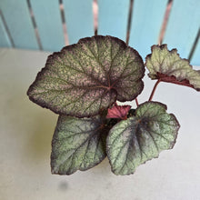 Load image into Gallery viewer, #D73 Begonia Sugar Plum Fairy
