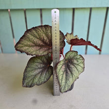 Load image into Gallery viewer, #D73 Begonia Sugar Plum Fairy