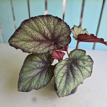 Load image into Gallery viewer, #D73 Begonia Sugar Plum Fairy