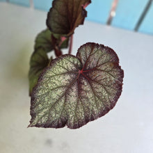 Load image into Gallery viewer, #D73 Begonia Sugar Plum Fairy
