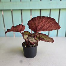 Load image into Gallery viewer, #D73 Begonia Sugar Plum Fairy