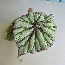 Load image into Gallery viewer, #R43 Begonia Unknown