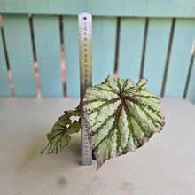 Load image into Gallery viewer, #R43 Begonia Unknown