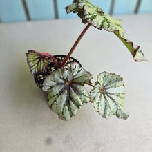 Load image into Gallery viewer, #R43 Begonia Unknown