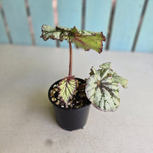Load image into Gallery viewer, #R43 Begonia Unknown