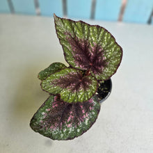 Load image into Gallery viewer, #D105 Begonia Plum Paisley