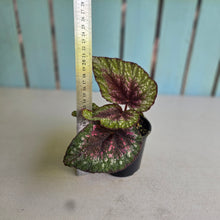 Load image into Gallery viewer, #D105 Begonia Plum Paisley