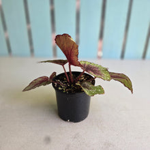 Load image into Gallery viewer, #D105 Begonia Plum Paisley
