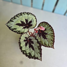 Load image into Gallery viewer, #R112 Begonia Havilah