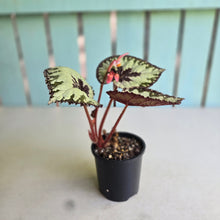 Load image into Gallery viewer, #R112 Begonia Havilah