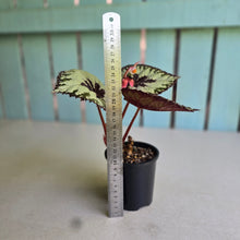 Load image into Gallery viewer, #R112 Begonia Havilah