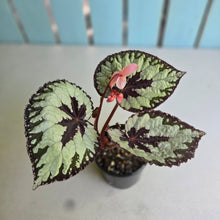Load image into Gallery viewer, #R112 Begonia Havilah