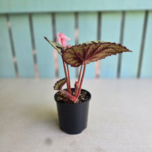 Load image into Gallery viewer, #R112 Begonia Havilah