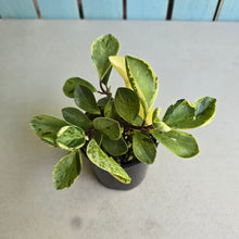 Load image into Gallery viewer, #R5 Peperomia - Robyn Ganley Seedling