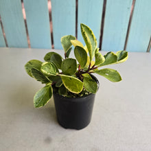 Load image into Gallery viewer, #R5 Peperomia - Robyn Ganley Seedling
