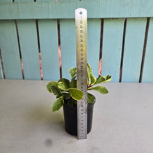 Load image into Gallery viewer, #R5 Peperomia - Robyn Ganley Seedling