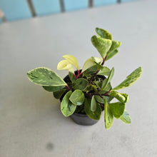 Load image into Gallery viewer, #R5 Peperomia - Robyn Ganley Seedling